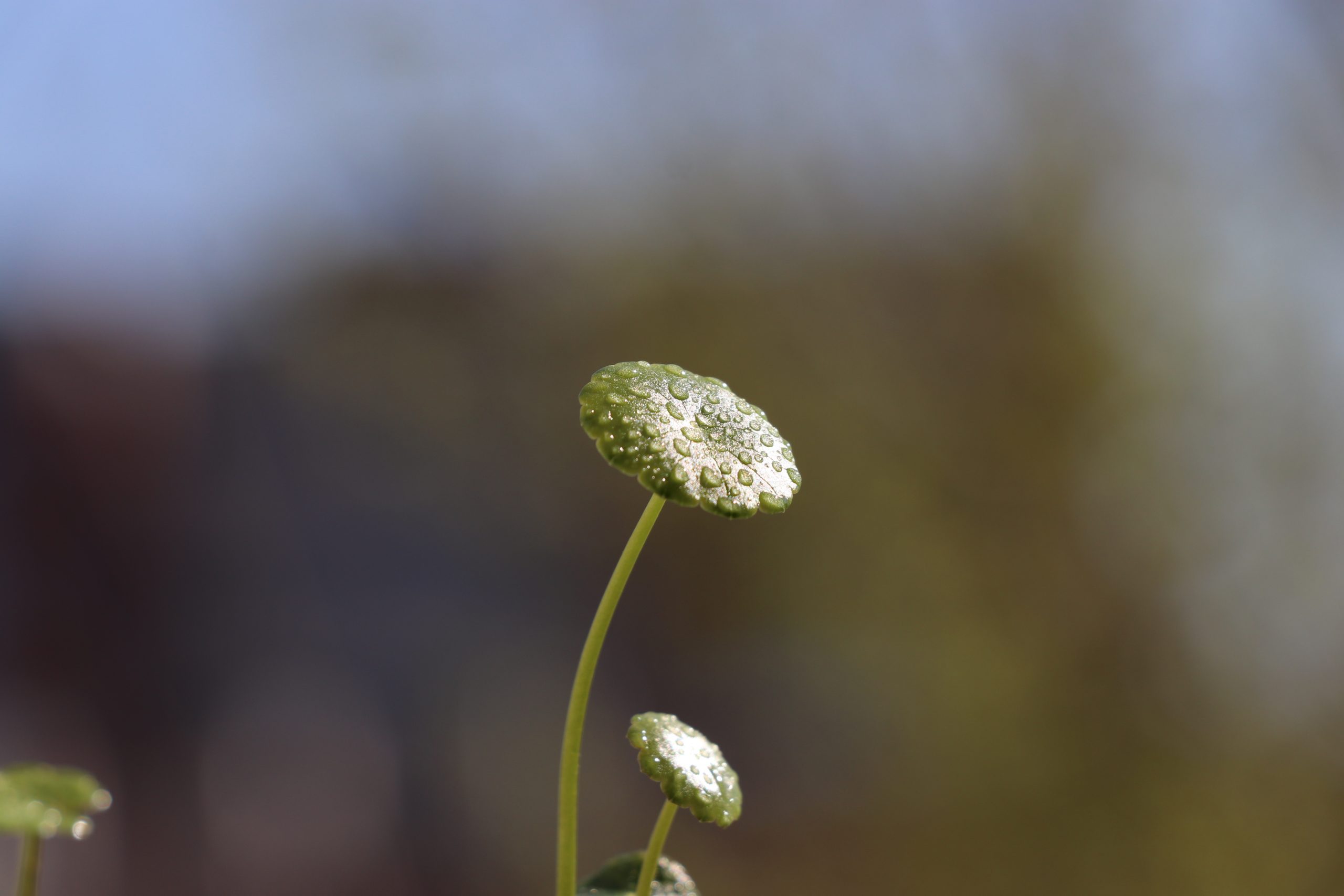 开启我的博客世界